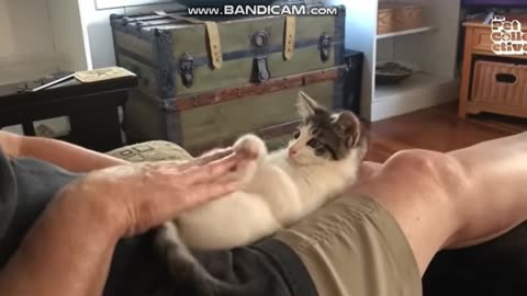 Cats Kittens