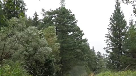 Rain with wind in the forest