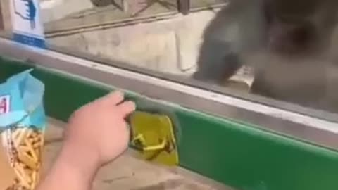 Animal funny movement