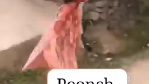 FAKE INJURIES IN POONCH AFTER FAKE ROCKET ATTACK. INDIA PAKISTAN HOAX