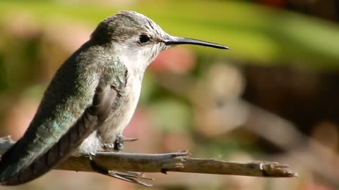 A close up video of a hummingbird.