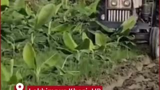 Helpless Farmer Plows Down His Own Banana Crop in Lakhimpur Kheri