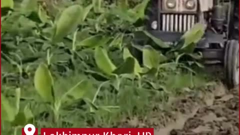 Helpless Farmer Plows Down His Own Banana Crop in Lakhimpur Kheri