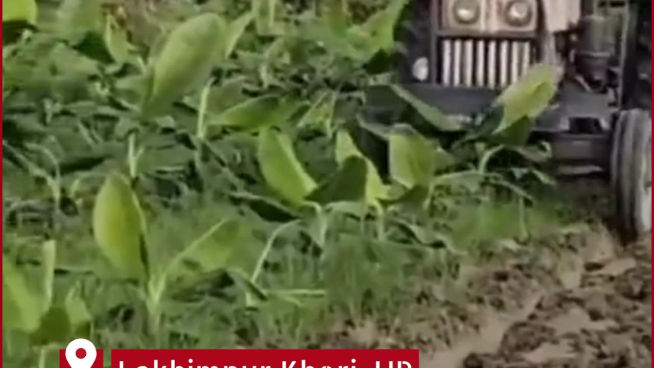 Helpless Farmer Plows Down His Own Banana Crop in Lakhimpur Kheri