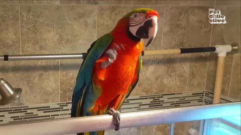Hilarious Pet Moments | 1 Hour of FUNNY Animals