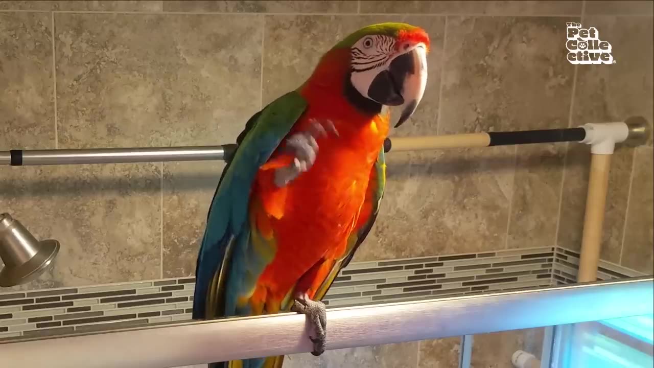 Hilarious Pet Moments | 1 Hour of FUNNY Animals