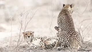 Cheetahs Mating