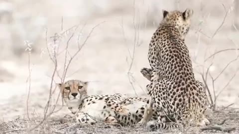 Cheetahs Mating