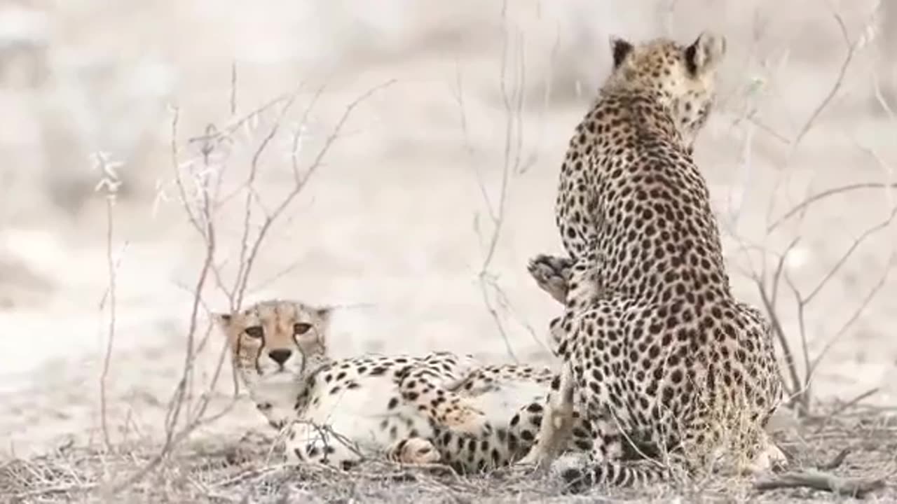 Cheetahs Mating