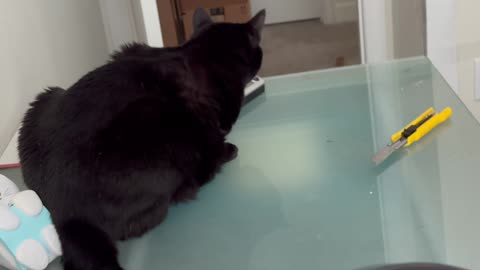 Cute Precious Piper Promotes Office Safety - Adopting a Cat from a Shelter Vlog