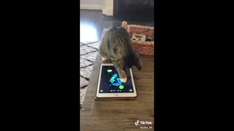 Happy Pet