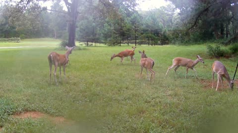 Texas Night Hog's & Deer Weekly, 09/07/25