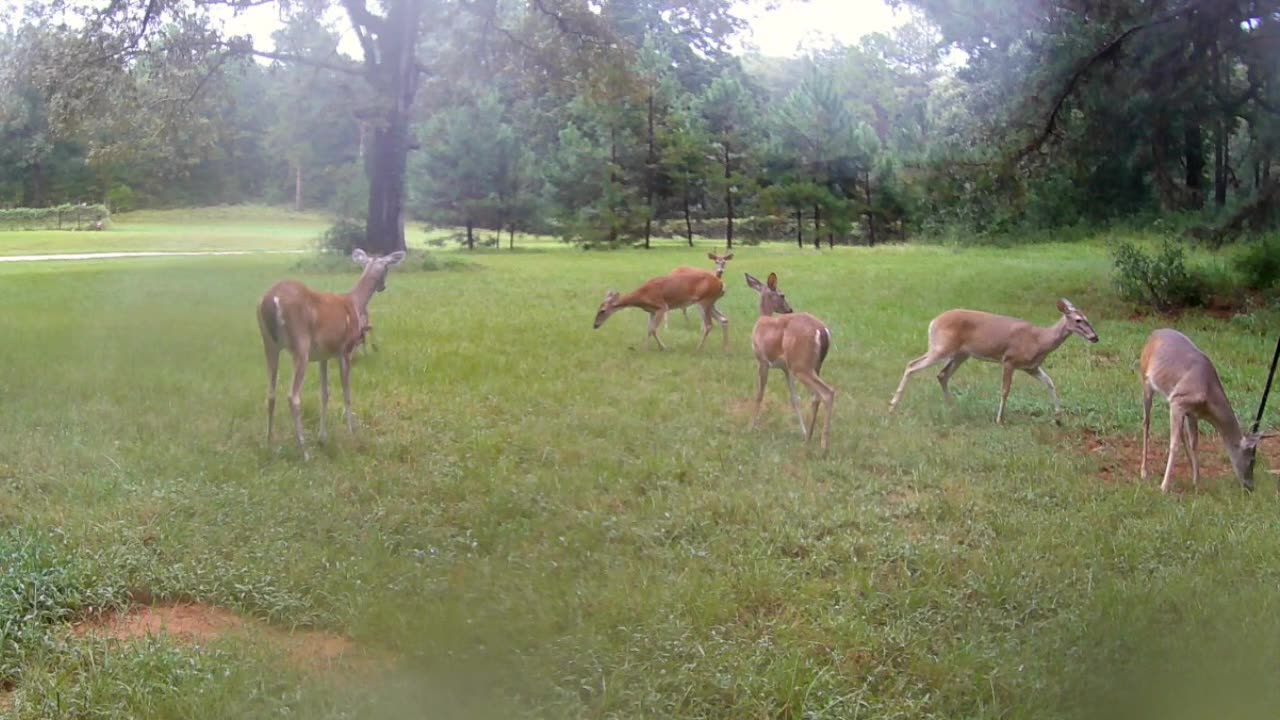 Texas Night Hog's & Deer Weekly, 09/07/25