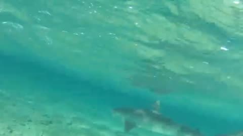 Face to face with a young shark