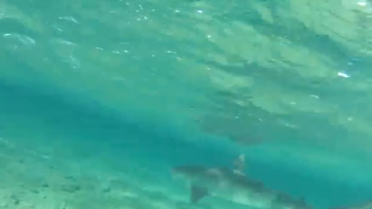 Face to face with a young shark