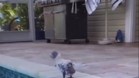 😂🦜 You Won't Believe What This Parrot Does Next! | FunFM