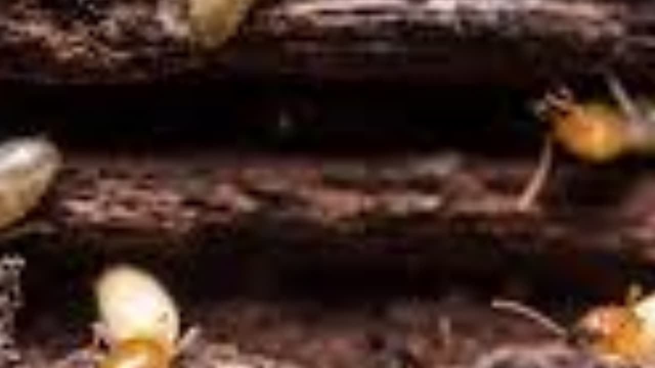 🚨Most Homeowners Have This Hidden Danger — And Don’t Even Know It!