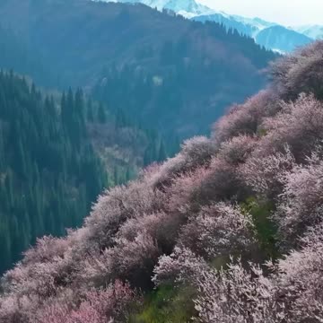 🇰🇿 Blooming apricots in the Almaty mountains of Kazakhstan.