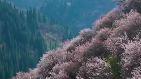 🇰🇿 Blooming apricots in the Almaty mountains of Kazakhstan.