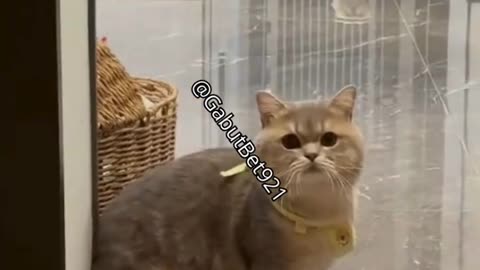 funny cat