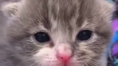 baby cat