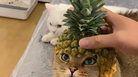 Funny cats
