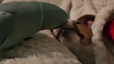 Parrot kisses dog while relaxing 🦜🐶 / Papagalul pupă câinele când stă relaxat 😂