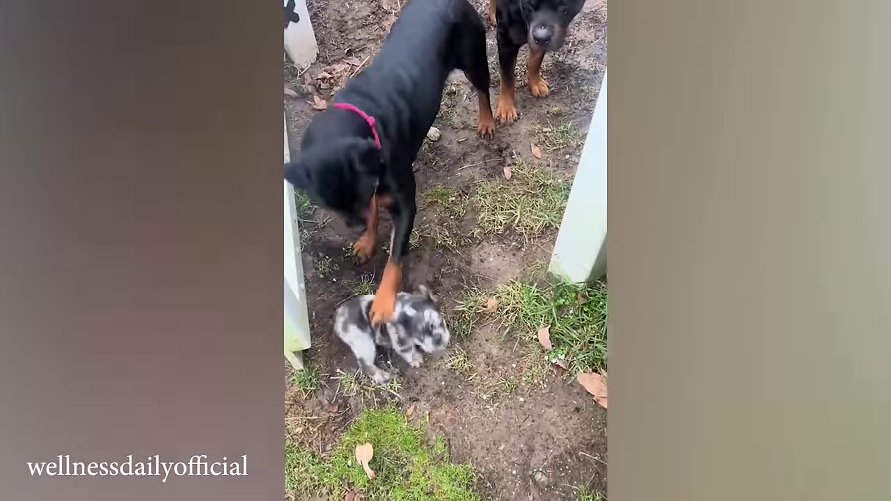 Most funny animal video
