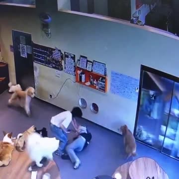 Dogs are concerned...