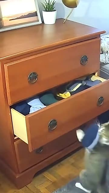 How Cat Opens A Drawer? #funny #wildliferescue #cat #animals
