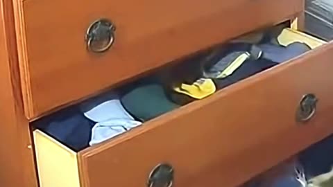 How Cat Opens A Drawer? #funny #wildliferescue #cat #animals