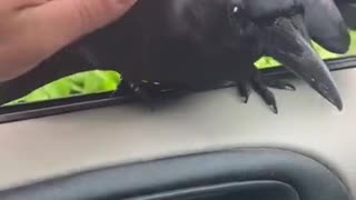 Love All Life Always #126 - The Crow Is Super Smart And One Fascinating Bird