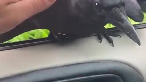 Love All Life Always #126 - The Crow Is Super Smart And One Fascinating Bird
