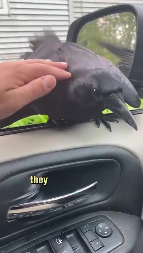 Love All Life Always #126 - The Crow Is Super Smart And One Fascinating Bird