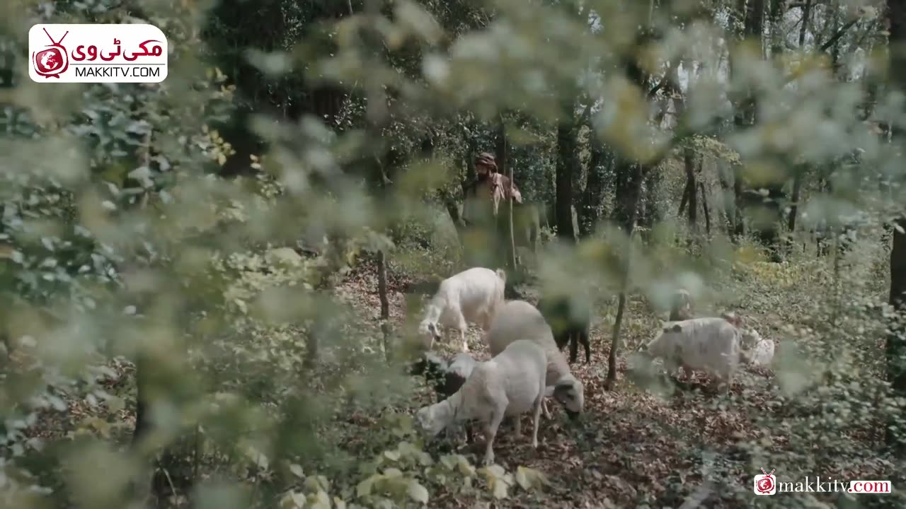 Elisode 53