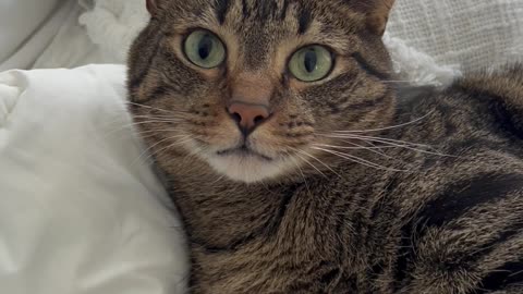 Cat Reacts to Treat Betrayal