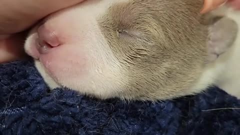 Sweet Pidgey is 1 week old today