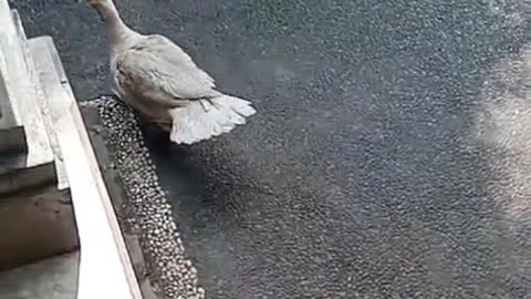 🦆 The Duck REFUSES to Go Out! 😂 Chicken Still Waiting at the Gate While My Cats Are Confused!