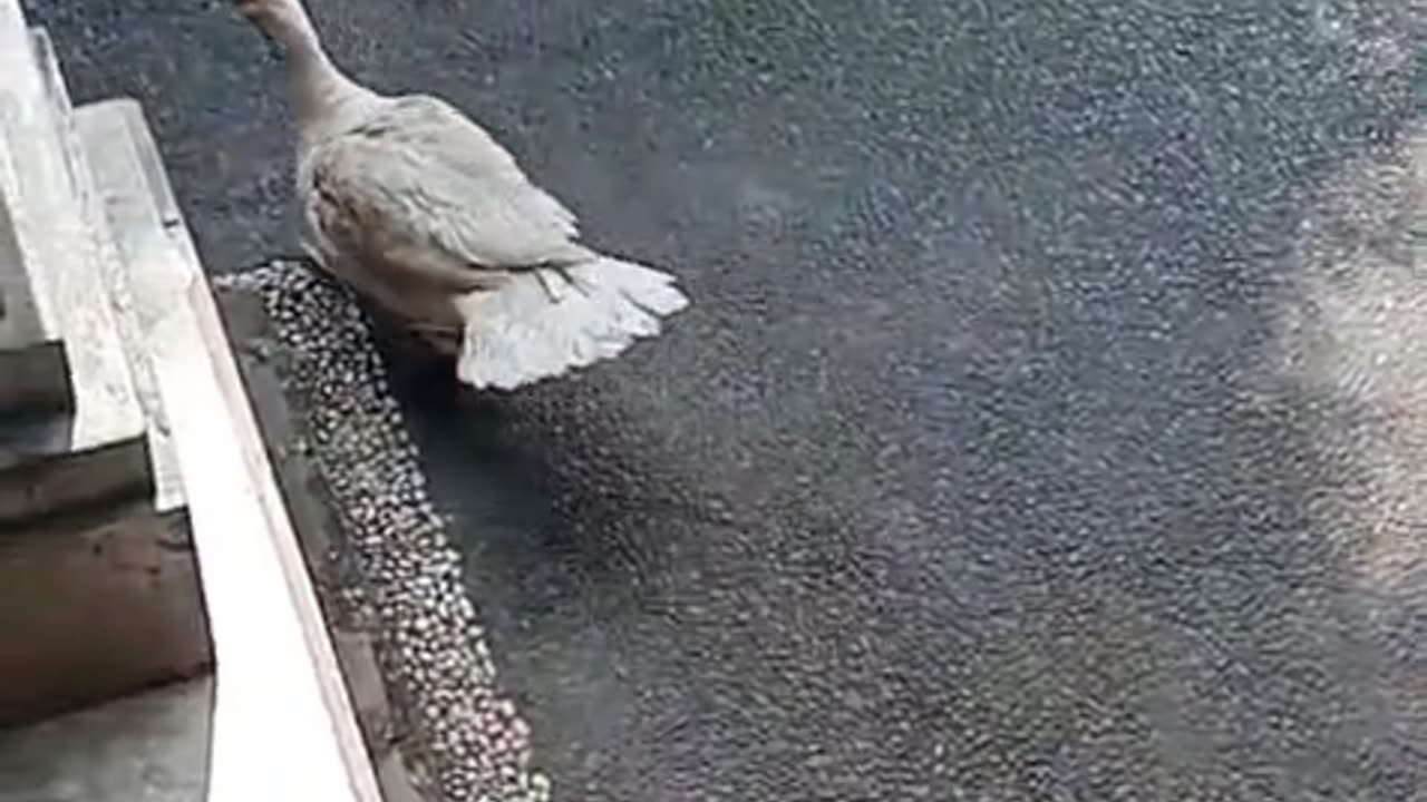 🦆 The Duck REFUSES to Go Out! 😂 Chicken Still Waiting at the Gate While My Cats Are Confused!