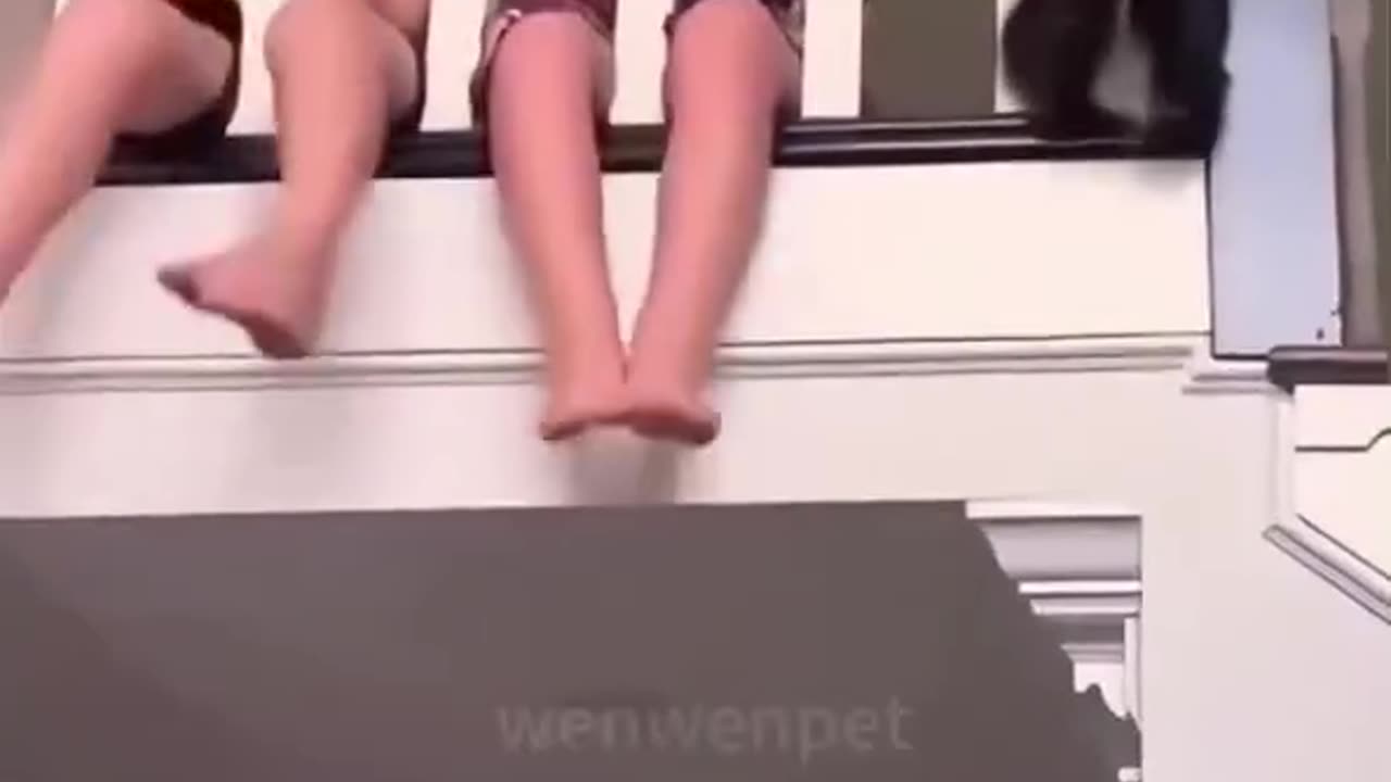 copy cats