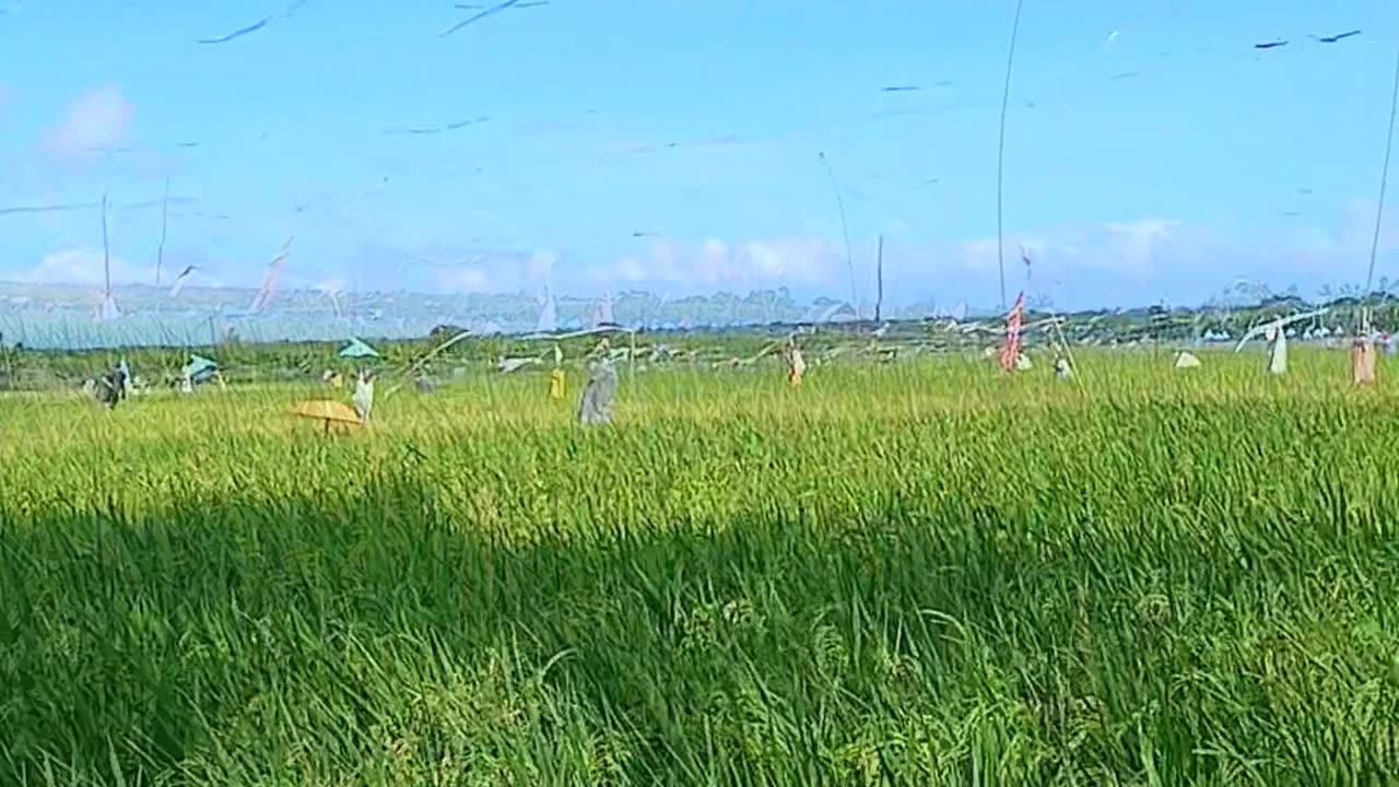 Walang silbi ang ganda ng palay mo kung ang presyo ay 16pesos lang.🥲
