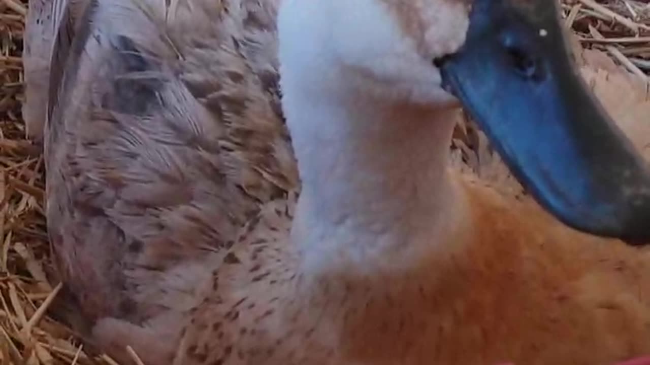 Victoria in her water bowl