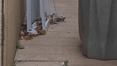 Why does a dog walk like that
