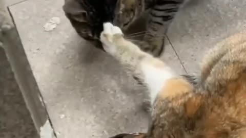 Fluffy Adventures | Watch These Funny Cats and Kittens 🐱🔥