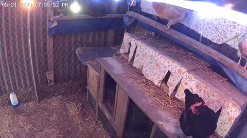 Saturday Night Perch Up Cam2 (recheck)