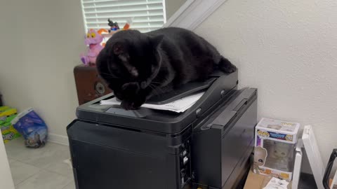 Cute Precious Piper Likes to Look Her Best - Adopting a Cat from a Shelter Vlog
