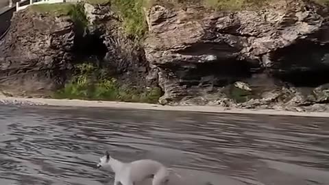 😂🐶 Two Types of Dogs You Won't Stop Watching! | FunFM