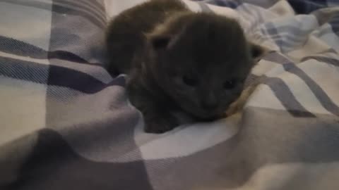 Little baby kittens Bruce 😸