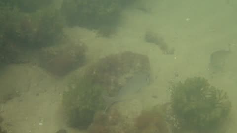 fishy close up 25 ns