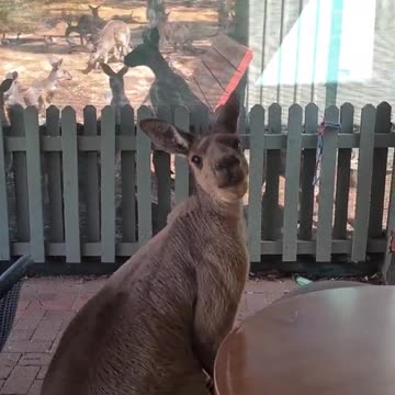 Kangaroo tales | only in Australia